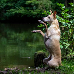 lebenshof-hemsbach-hund-fiora